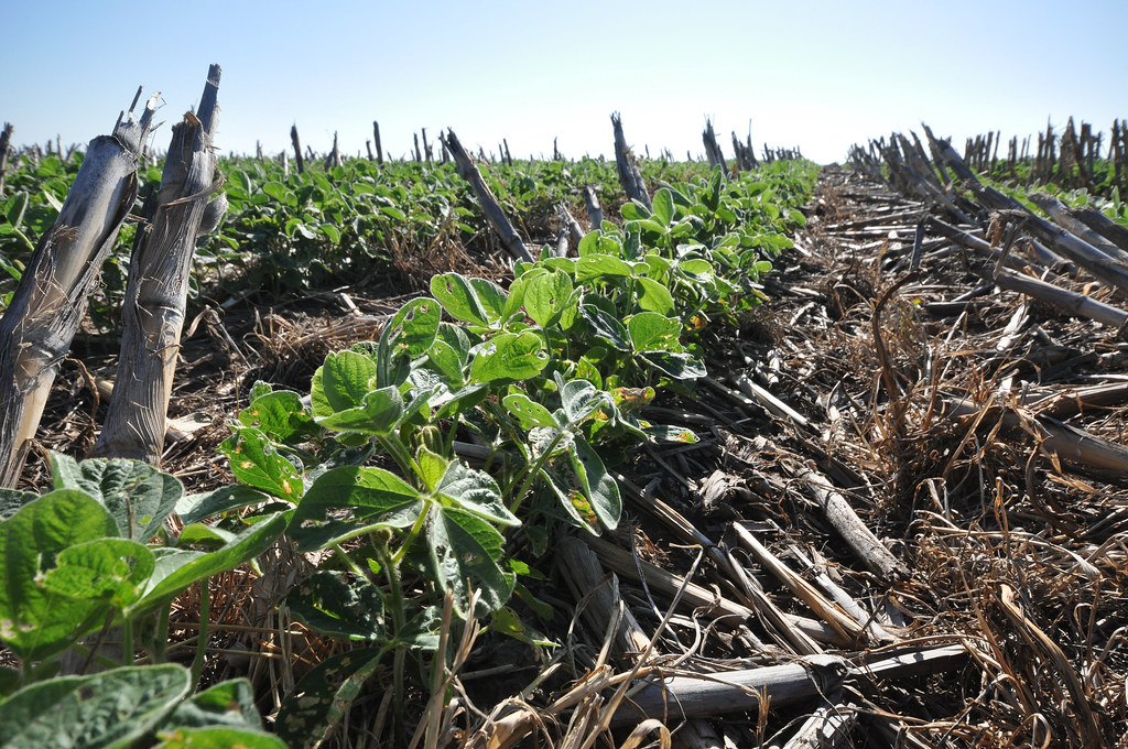 Soybeans growing through a dense blanket of cover-crop residue
